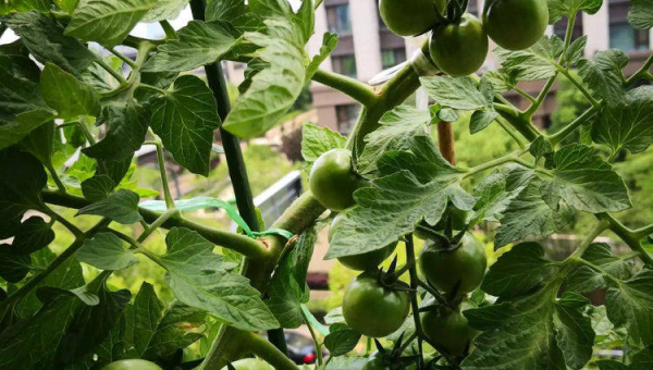 下雨天能否查看家里的风水？