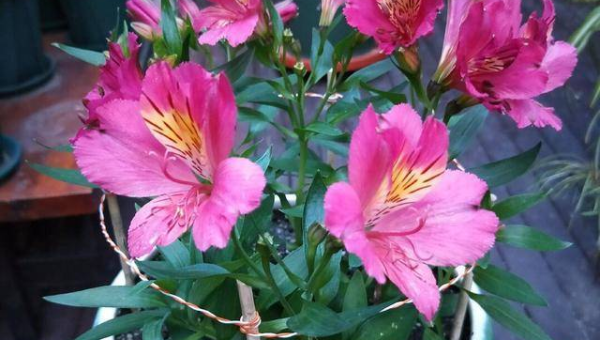 阳台栏杆挂风铃风水好吗