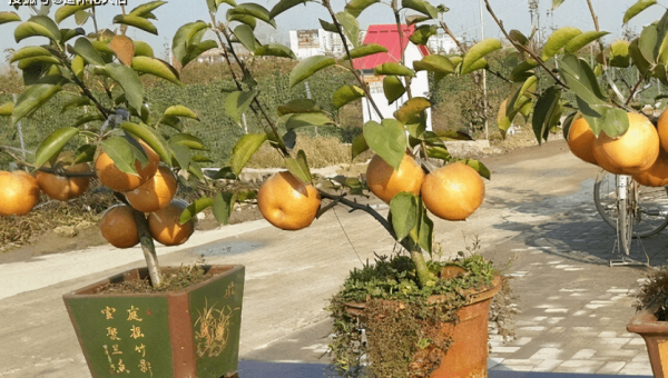 阳台种葡萄柚树风水好吗