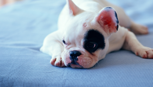 金牛座喜欢的宠物茶杯猪特点