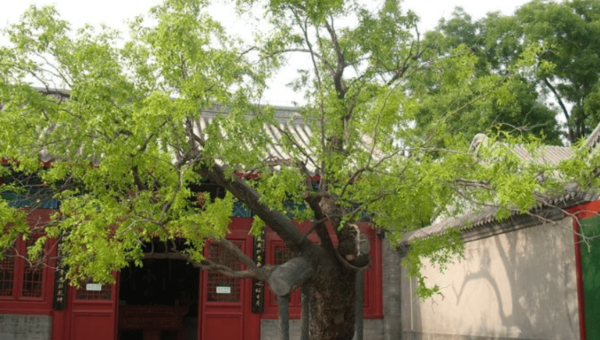 院子里种植枣树的风水好处
