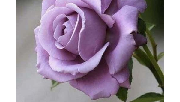 处女座最喜欢哪种颜色的玫瑰？