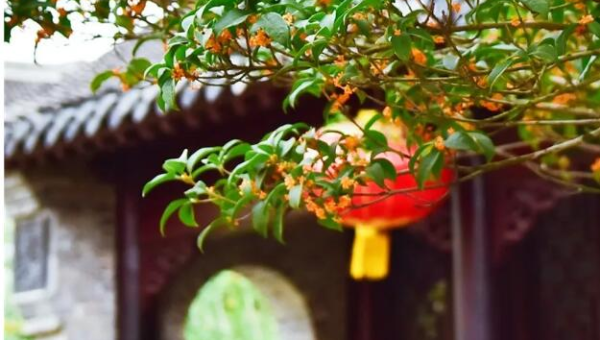 院子种植桂花树对风水的影响