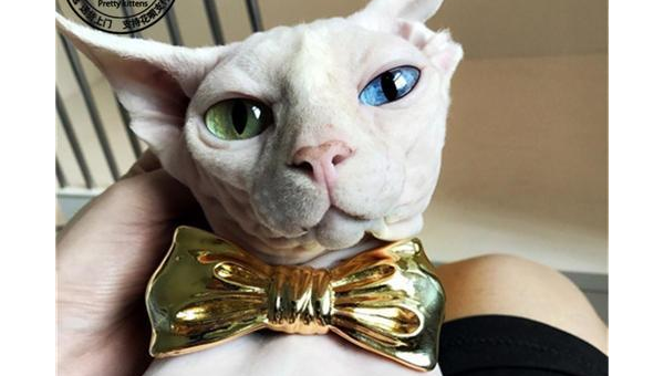 狮子座最适合养什么宠物猫？