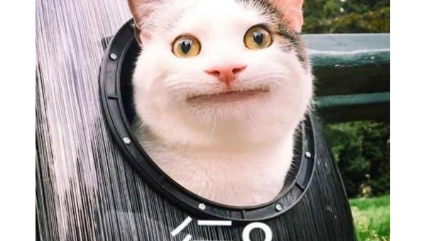 摩羯座心仪的宠物松狮犬性格