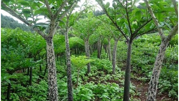 家门口种皂角树风水怎么样