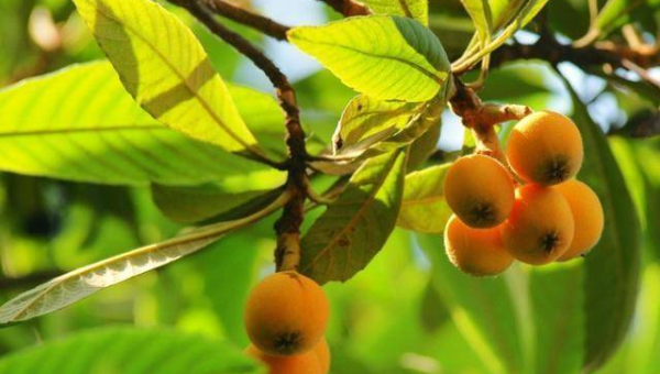 批杷树对风水的影响及解释