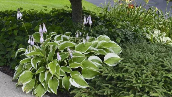 院子里种龙爪槐风水怎么样