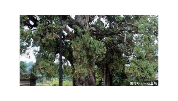 院子里种植松树的风水好处