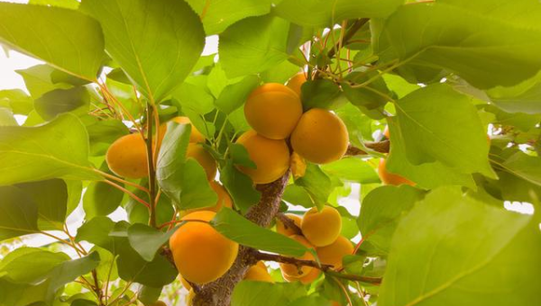 院子里种植杏树的风水好处