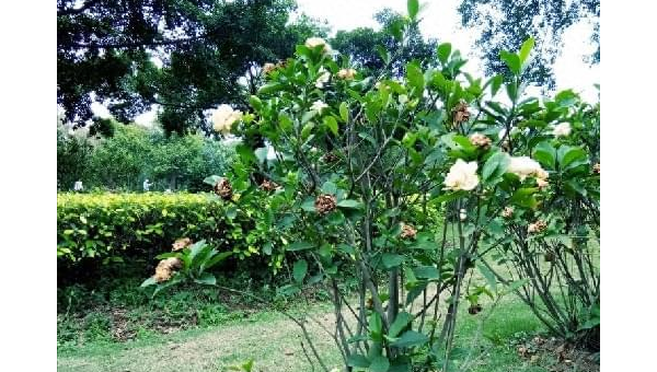 阳台种植软枣树的北方风水分析