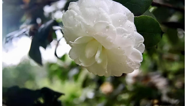 阳台种植玉兰花的北方风水探讨