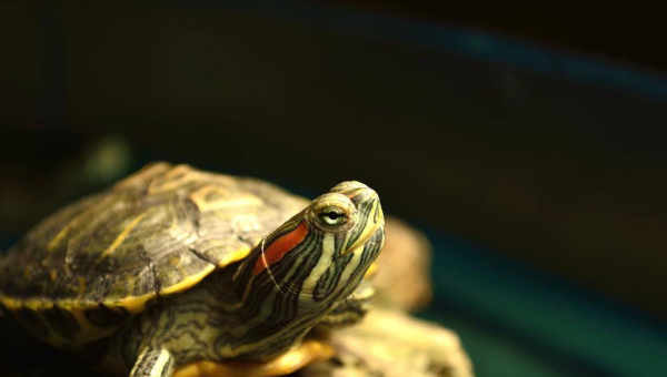 天秤座如何巧妙地处理家庭矛盾？