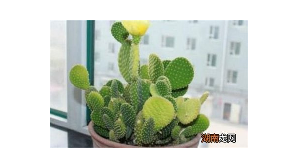 办公室放仙人掌防小人吗风水