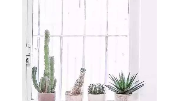 卧室窗台摆仙人球风水好吗