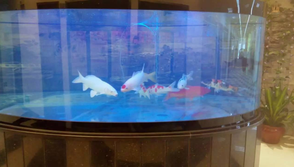 办公室放个鱼缸养斗鱼风水如何