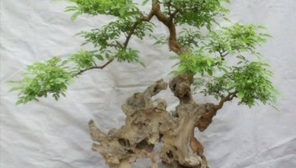 阳台种植菊花树的北方风水探讨