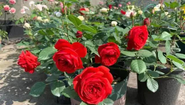 阳台种爬藤月季风水好吗