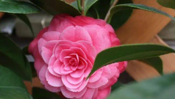 阳台种植茶花的北方风水分析