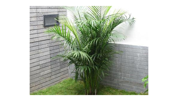 院子里种芭蕉树风水好吗