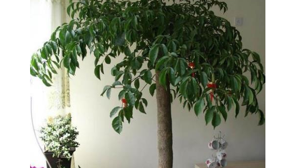 刺槐适合种在客厅吗？北方风水解析