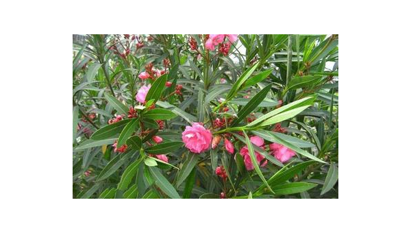 大门口种夹竹桃风水好吗