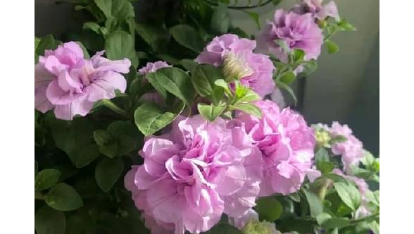 阳台种植牡丹花的北方风水探讨