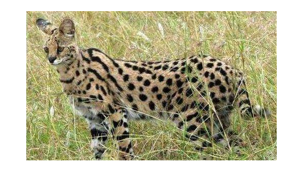 双鱼座偏爱的宠物北京犬品相