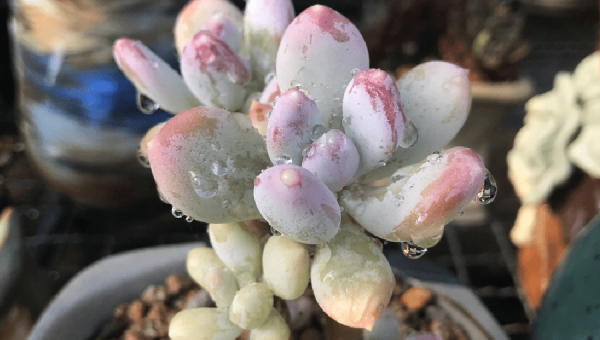 阳台种仙人掌风水好不好