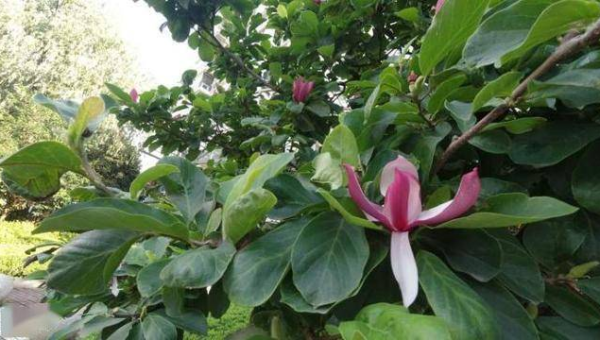 家门口种广玉兰树风水怎么样