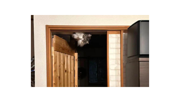 阳台养兔子风水好吗