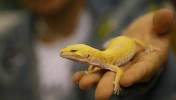 天蝎座喜爱的宠物鬃狮蜥特点