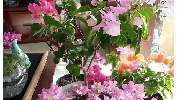 阳台种植杜鹃花的北方风水探讨