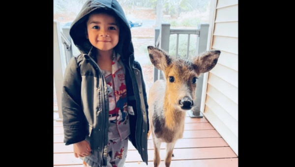 庭院里种木瓜树风水好吗