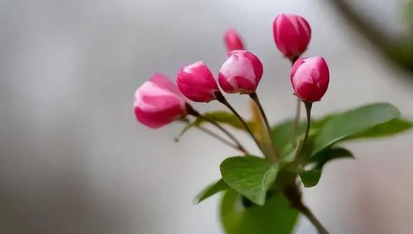 阳台种植海棠花的北方风水探讨