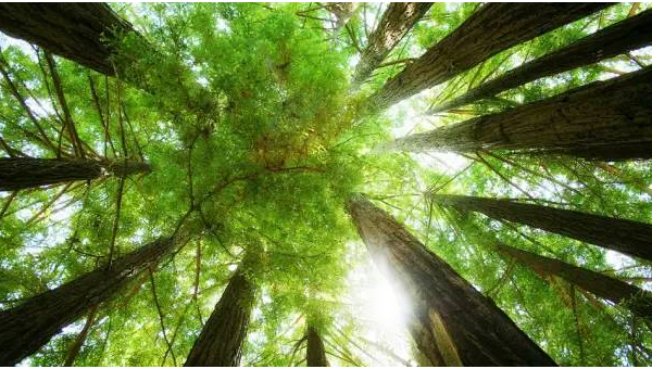 家门口种马褂木风水怎么样