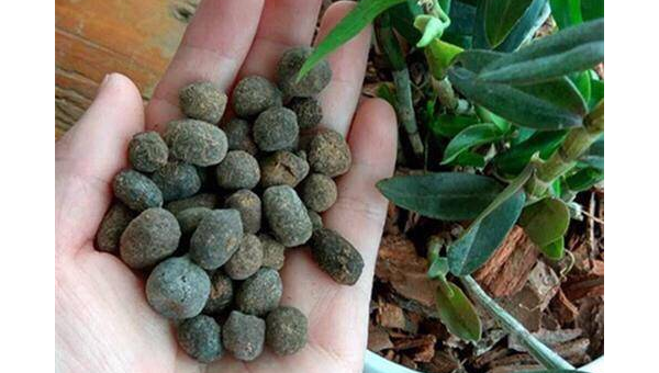 院子里养鸽子的风水讲究