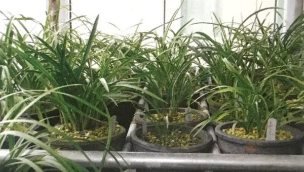 阳台种植兰花的北方风水探讨