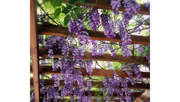 阳台种植紫藤的北方风水分析