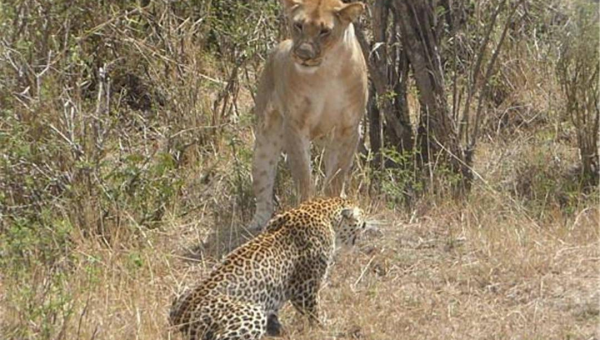 狮子座生病时如何撒娇？