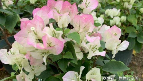 阳台种植芙蓉花的北方风水分析