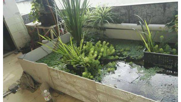 阳台养龟风水好吗